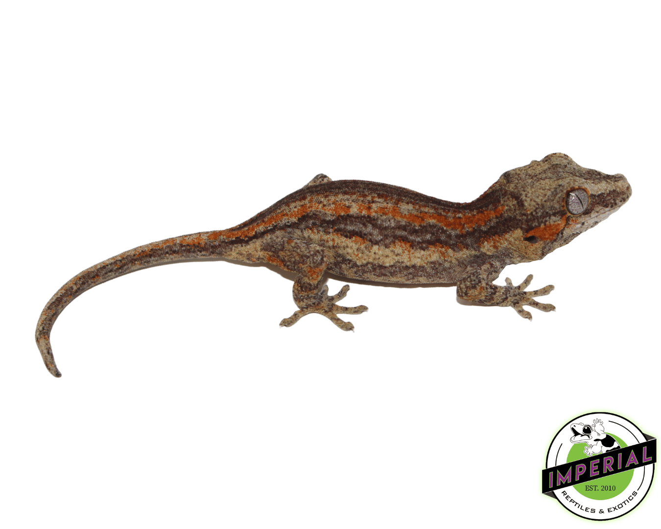 Yellow Base Orange Stripe Gargoyle Gecko Baby — image 2