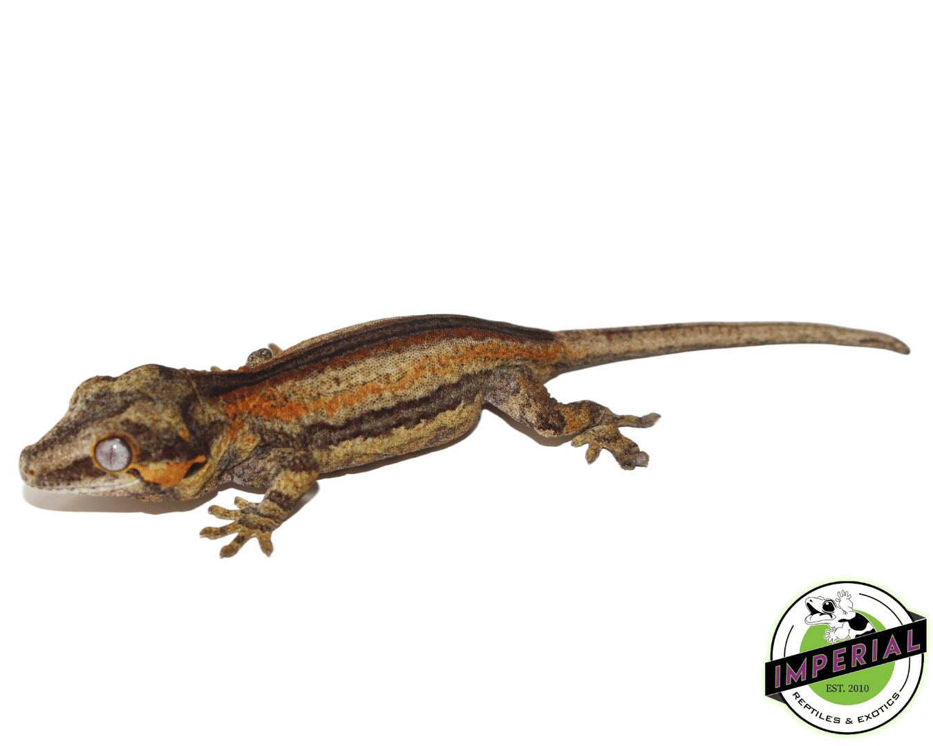 Yellow Base Red/Orange Stripe Gargoyle Gecko Baby