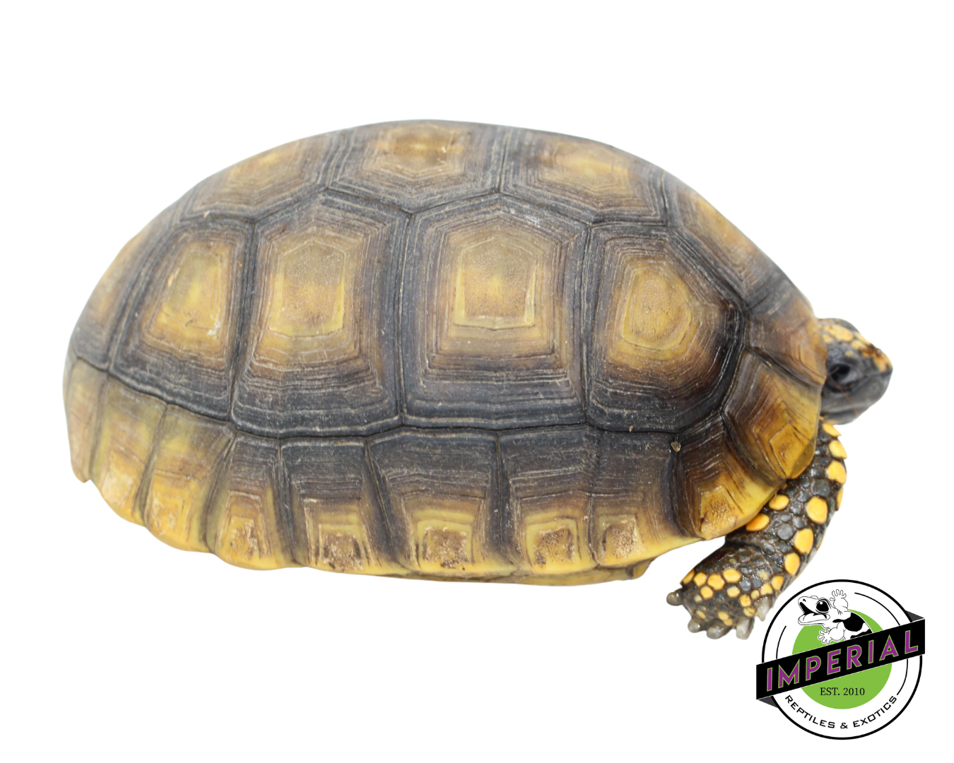 Yellow Foot Tortoise — image 2