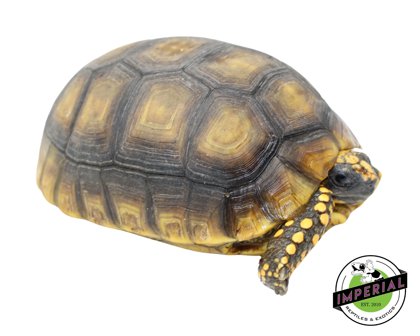 Yellow Foot Tortoise — image 3