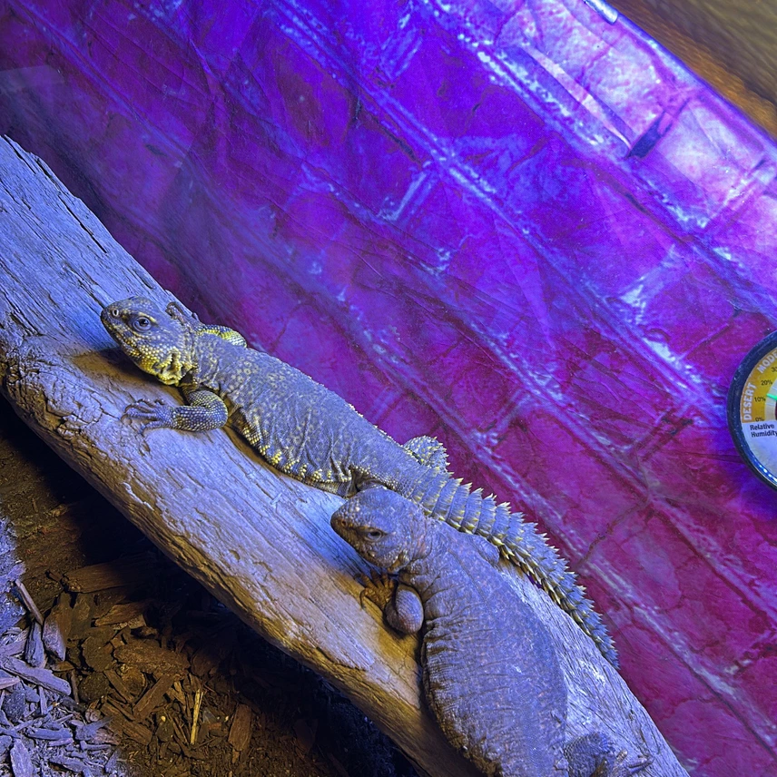 Yellow Niger Uromastyx Pair (Geyri) — image 2