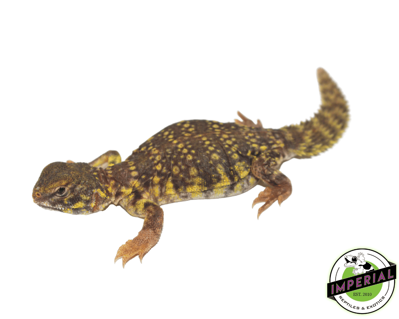 Yellow Nigerian Uromastyx Baby — image 2