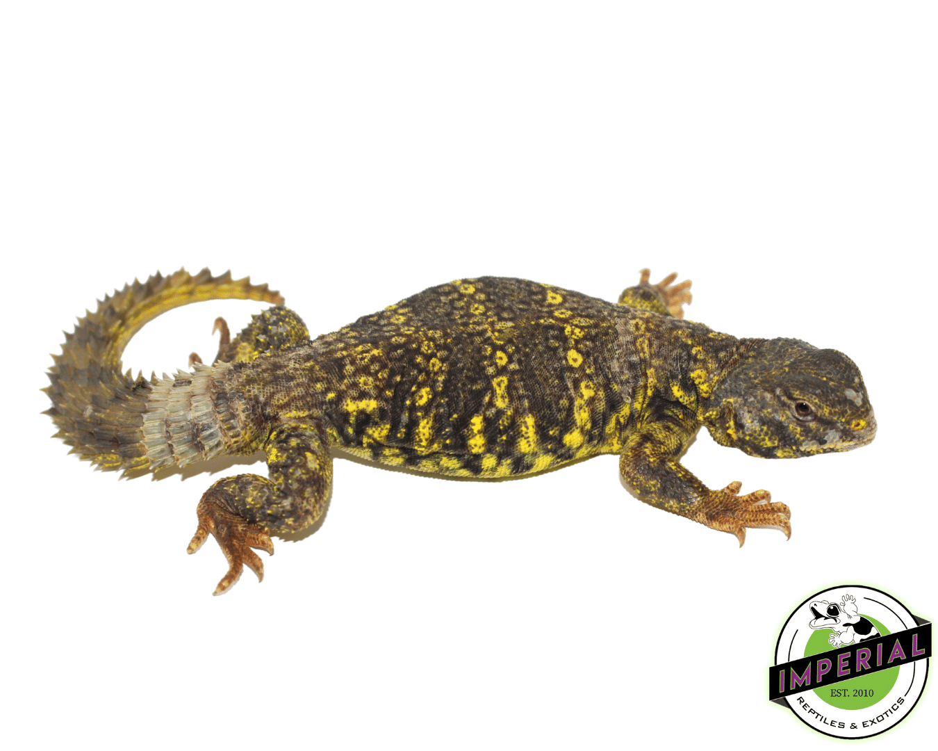 Yellow Nigerian Uromastyx Juvenile