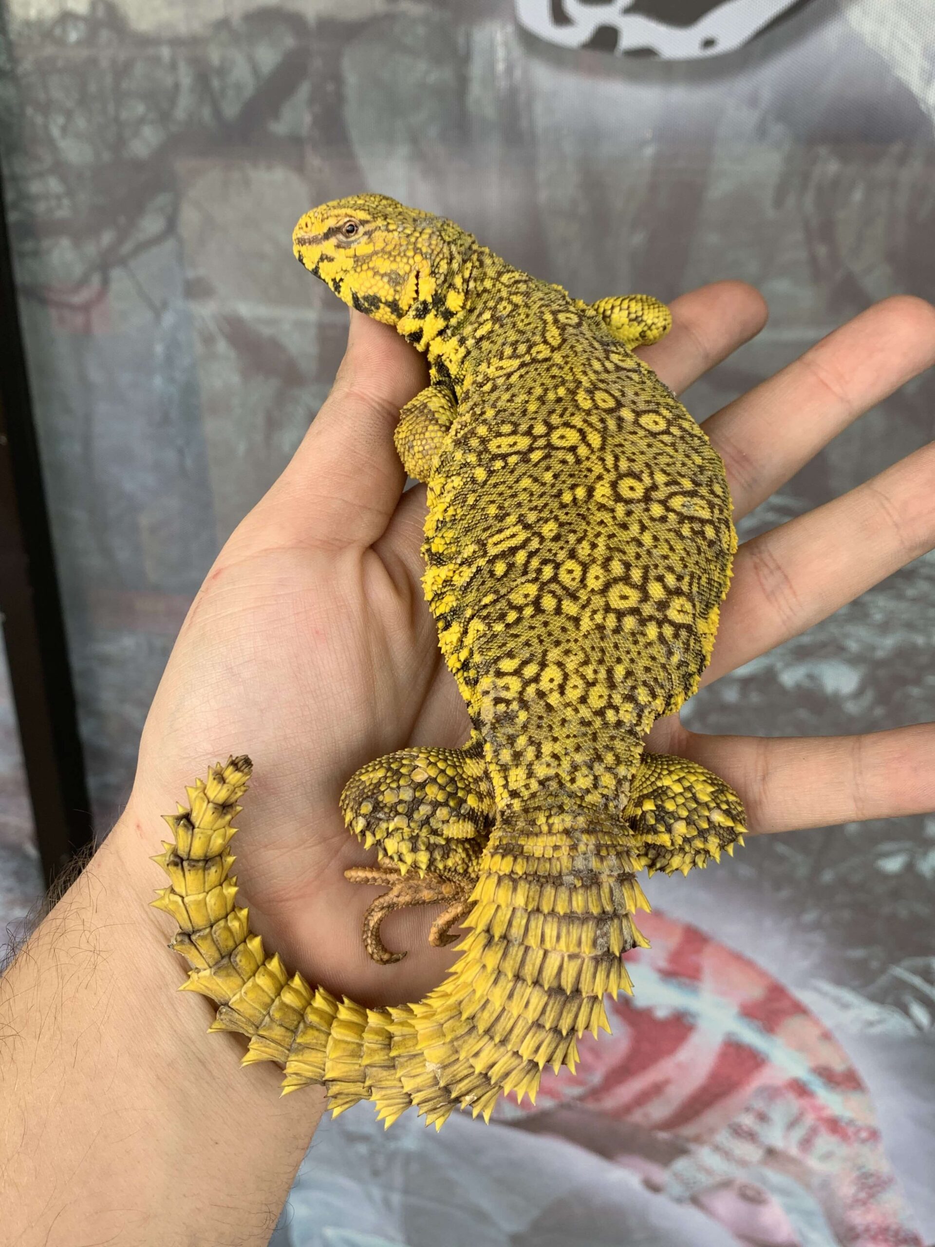 Yellow Nigerian Uromastyx — image 2