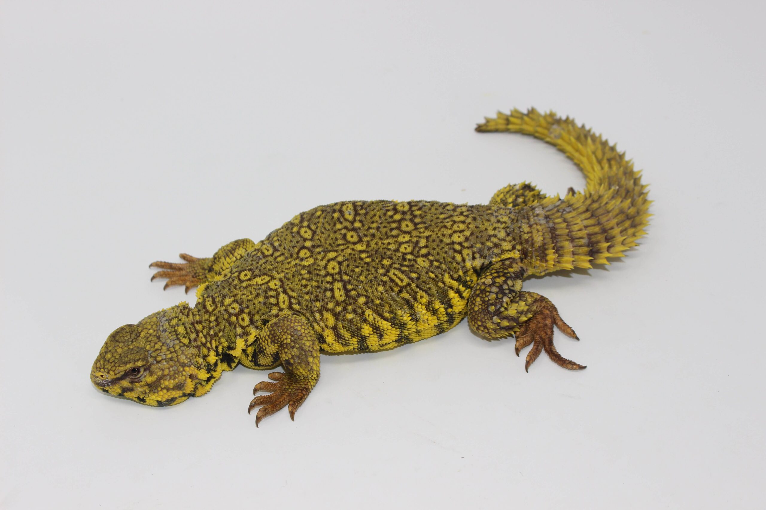 Yellow Nigerian Uromastyx — image 3