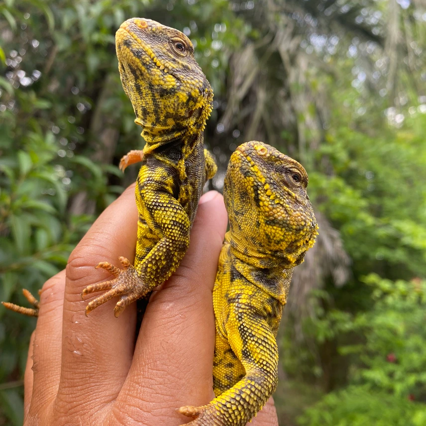 Yellow Uromastyx — image 2