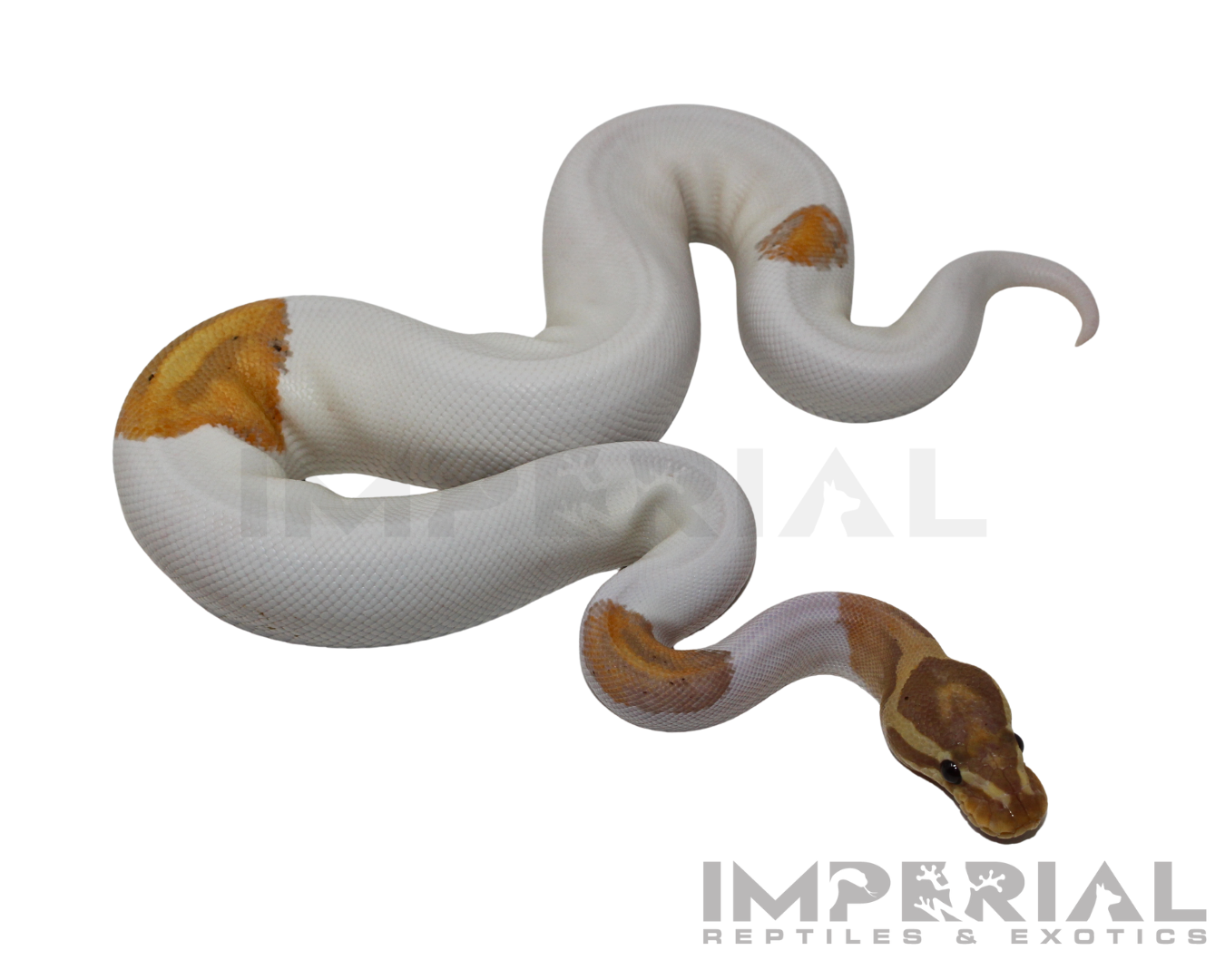 Yellowbelly Banana Piebald Ball Python — image 2