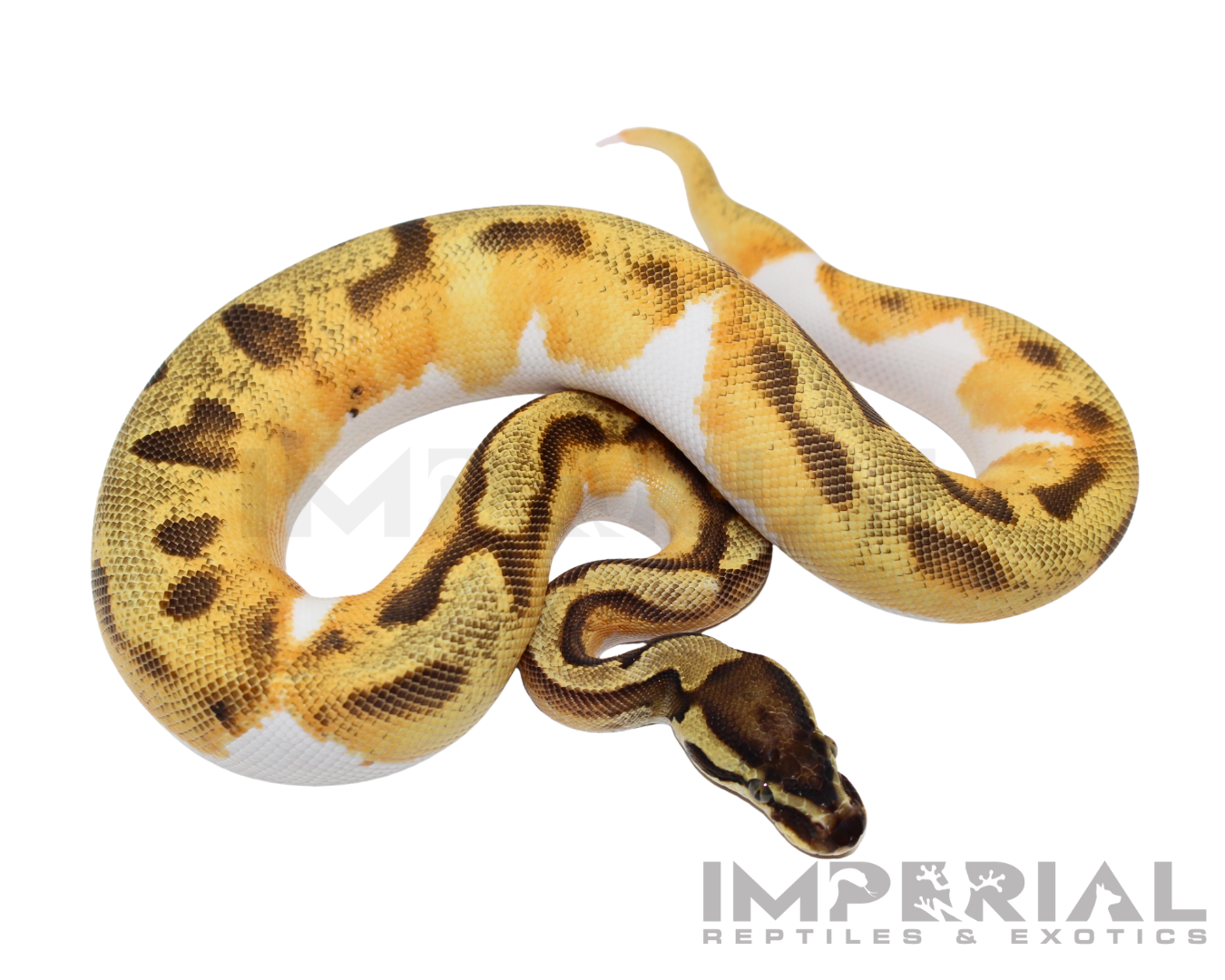 Yellowbelly Enchi Pied Ball Python — image 2