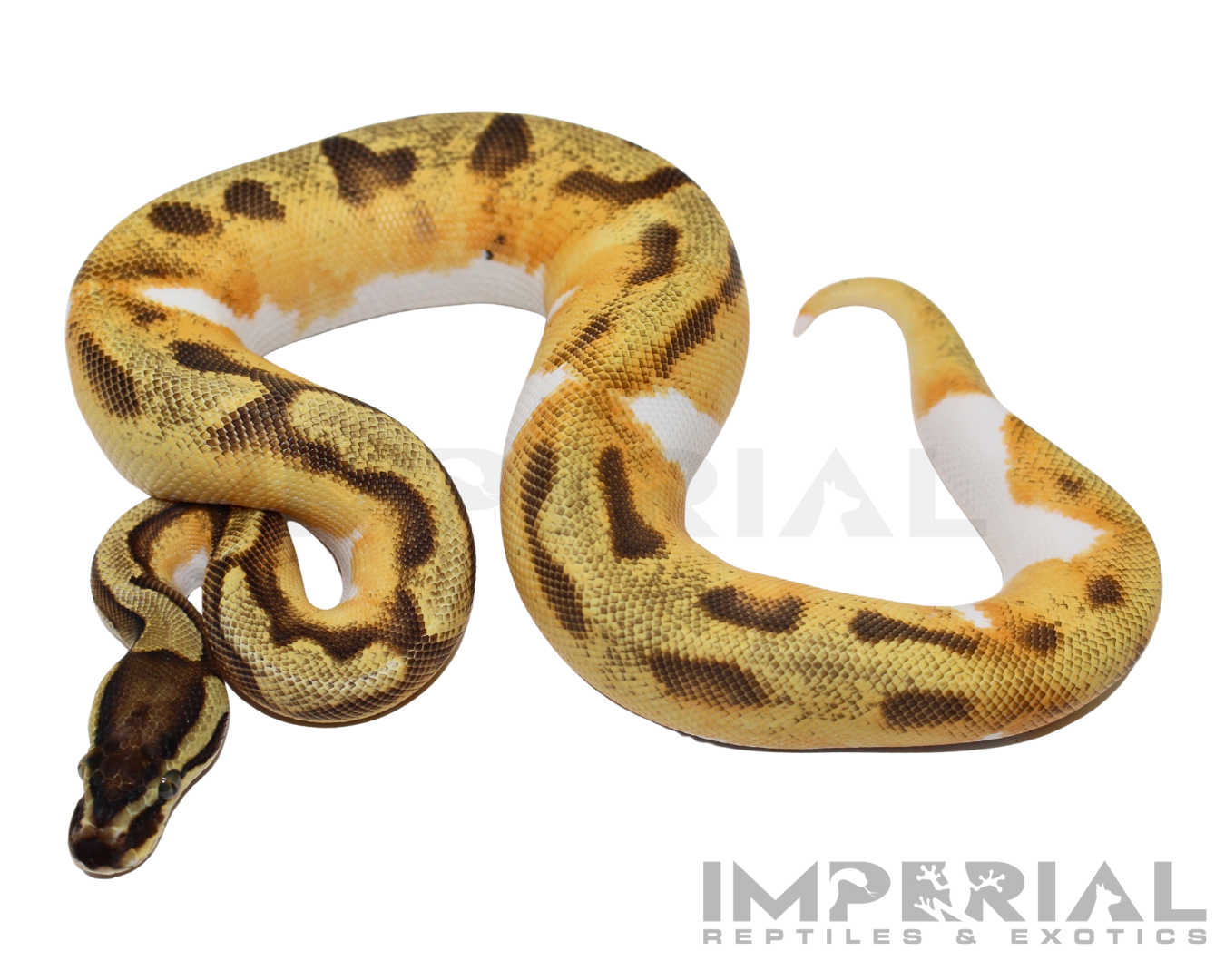 Yellowbelly Enchi Pied Ball Python — image 3
