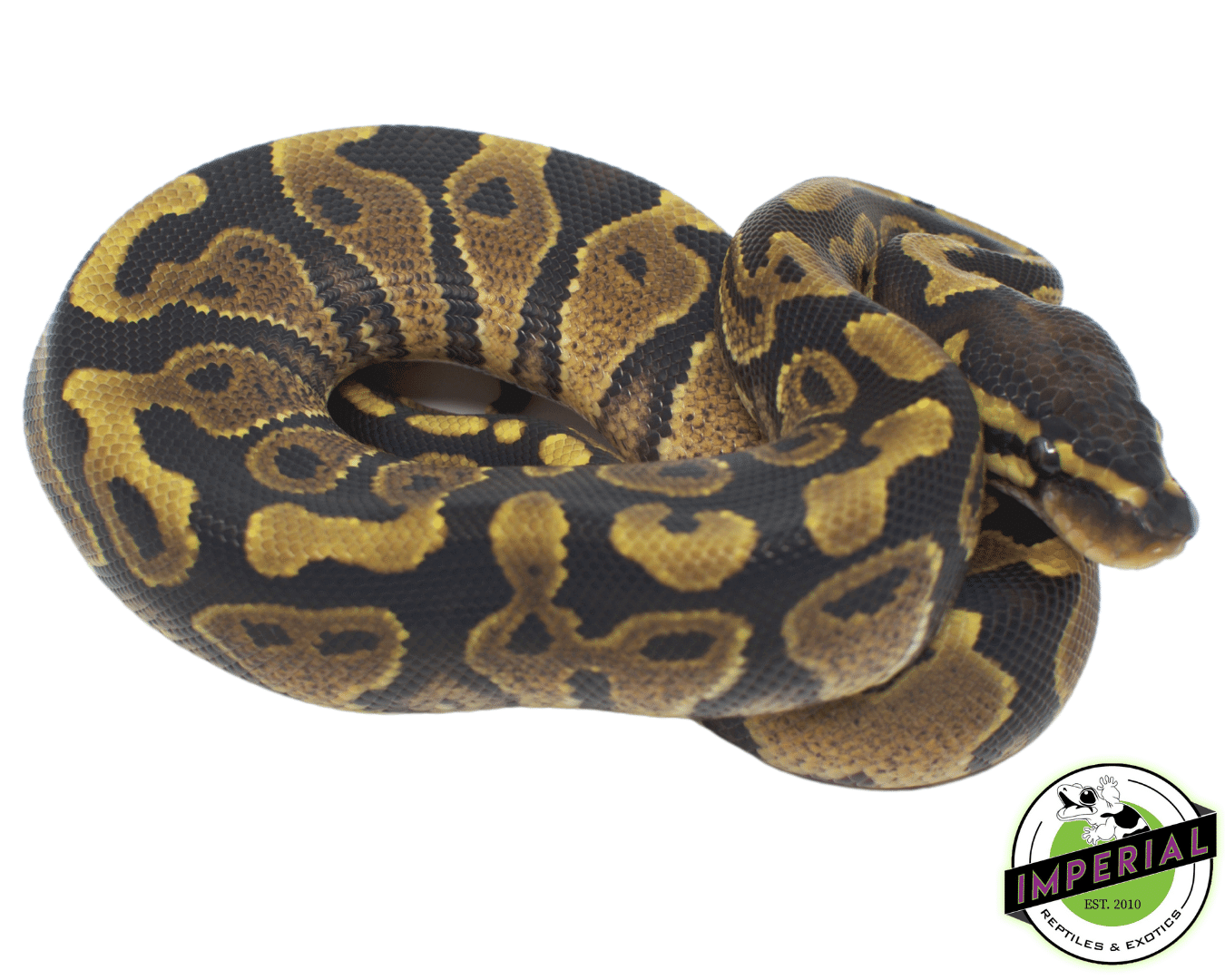 YellowBelly PDH Albino Pied Ball Python — image 2