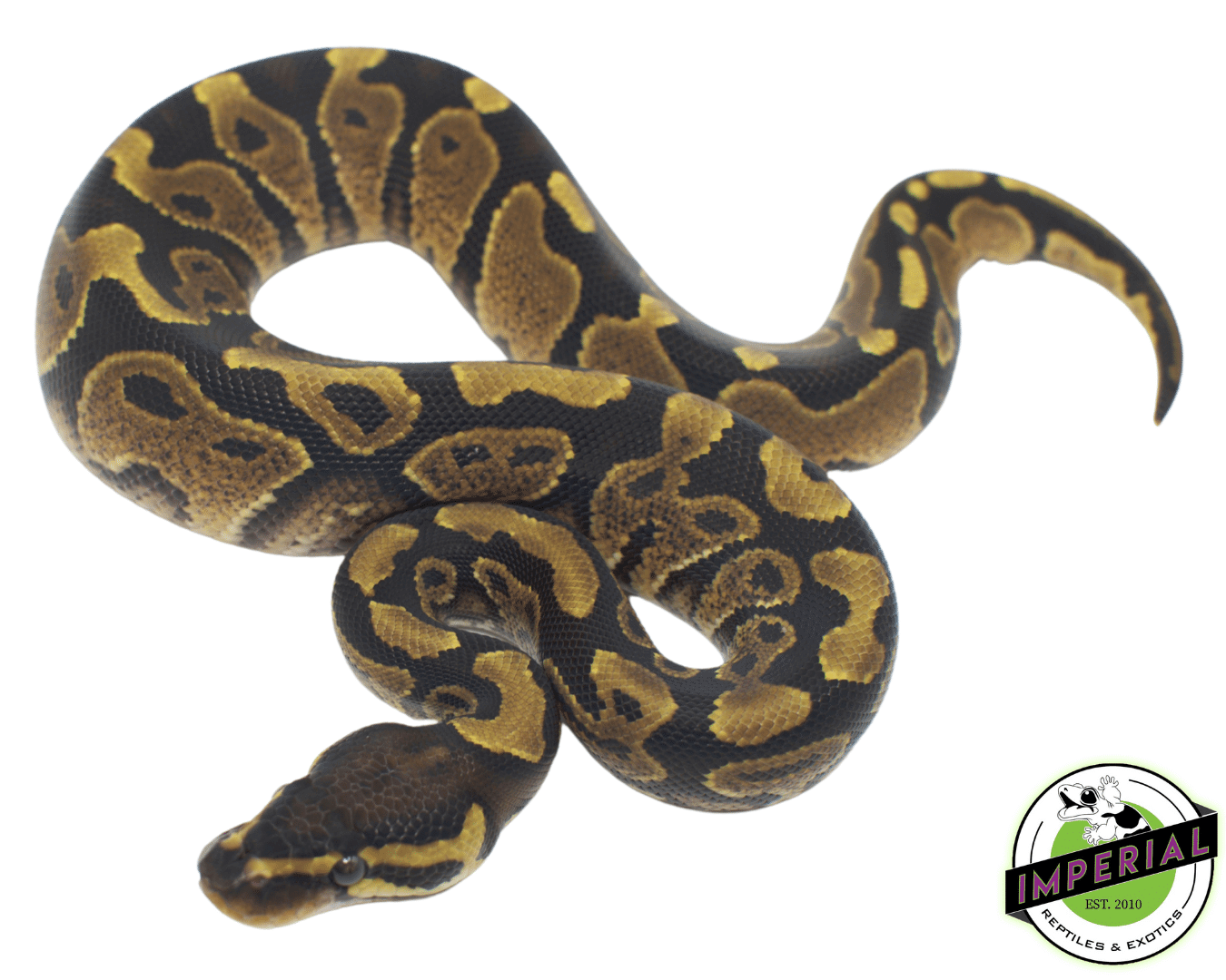 YellowBelly PDH Albino Pied Ball Python