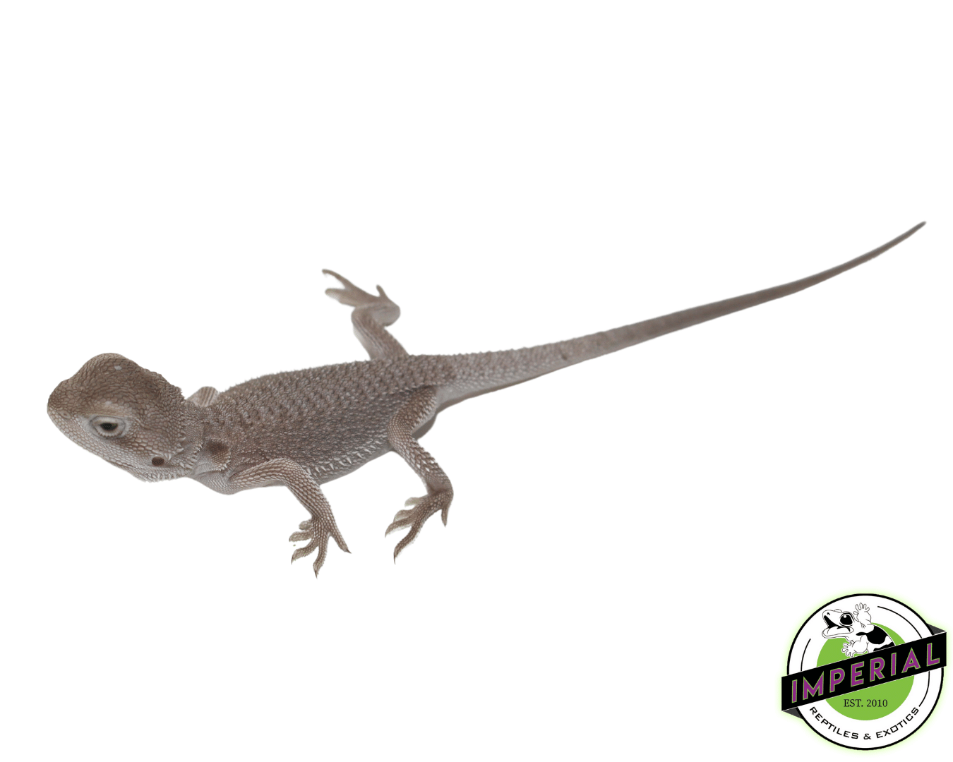 Zero Bearded Dragon Baby — image 2