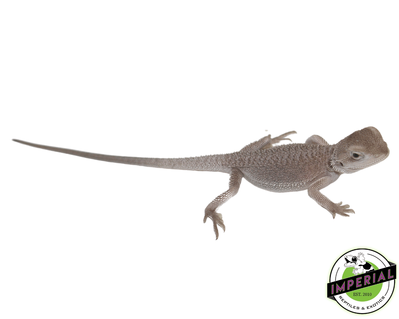 Zero Bearded Dragon Baby