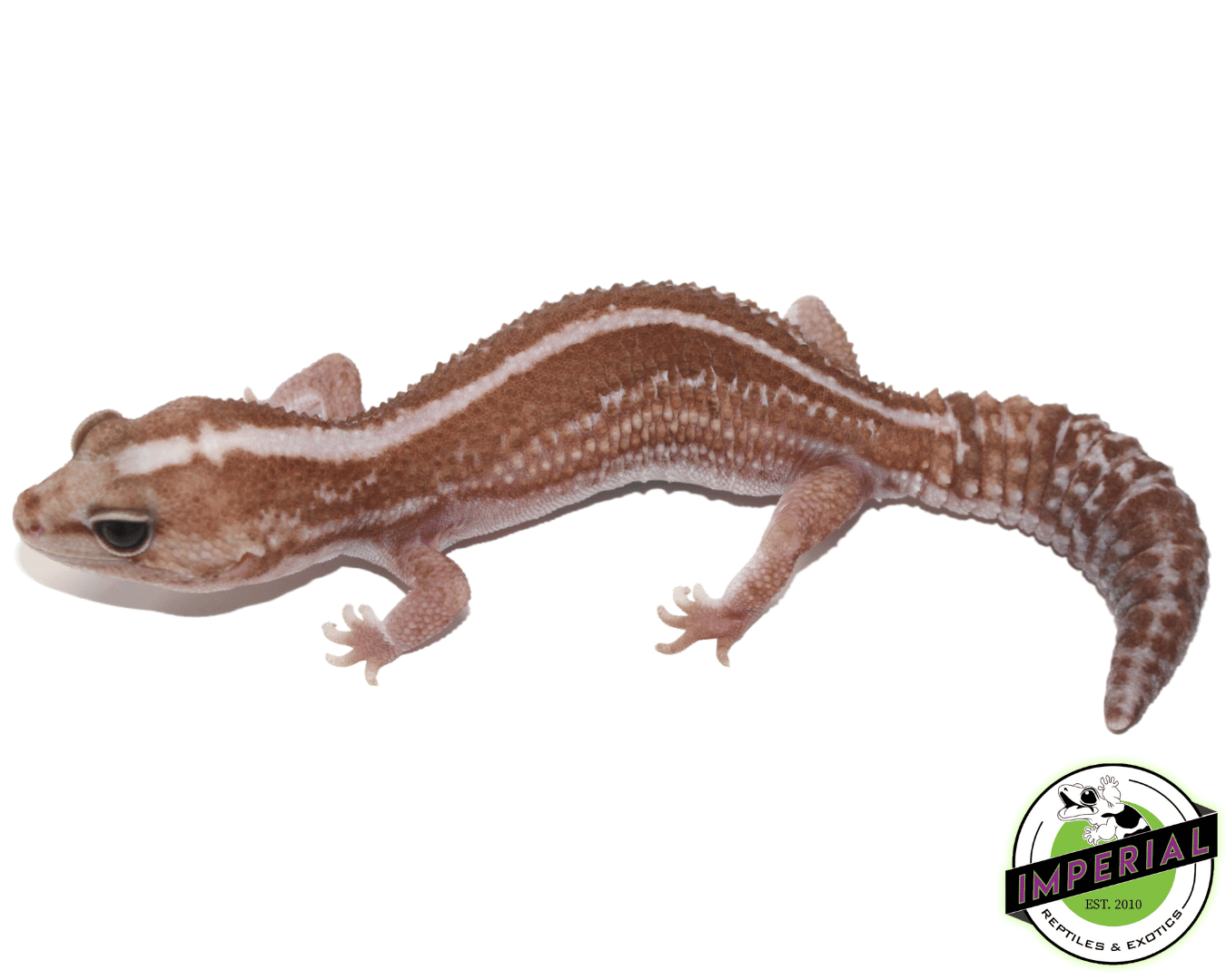 Zulu Het Caramel African Fat Tail Gecko — image 2