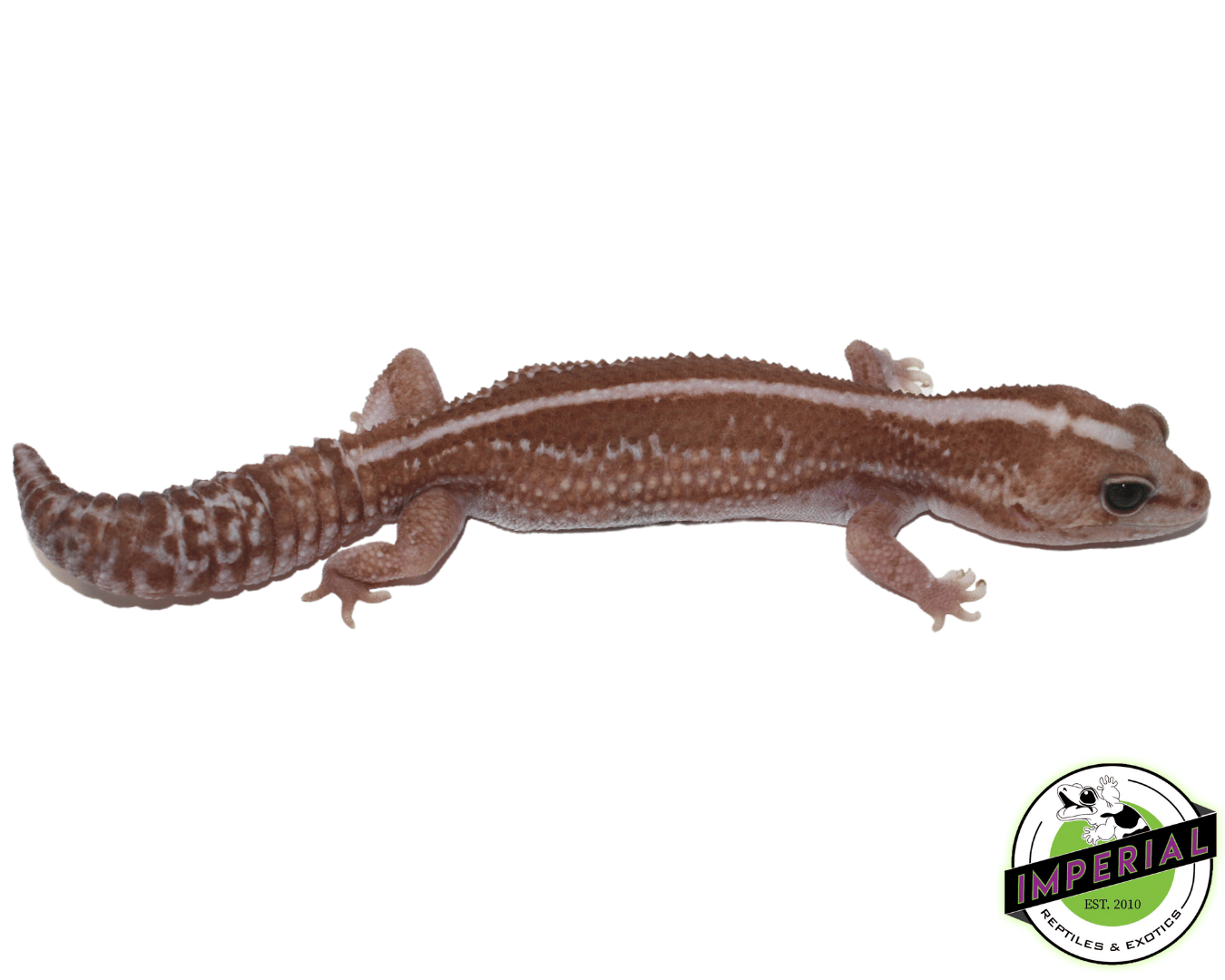 Zulu Het Caramel African Fat Tail Gecko — image 3